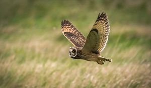 Preview wallpaper owl, bird, flight, field, wildlife