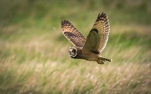 Preview wallpaper owl, bird, flight, field, wildlife