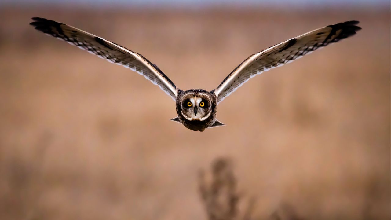 Wallpaper owl, bird, flight, wings, predator