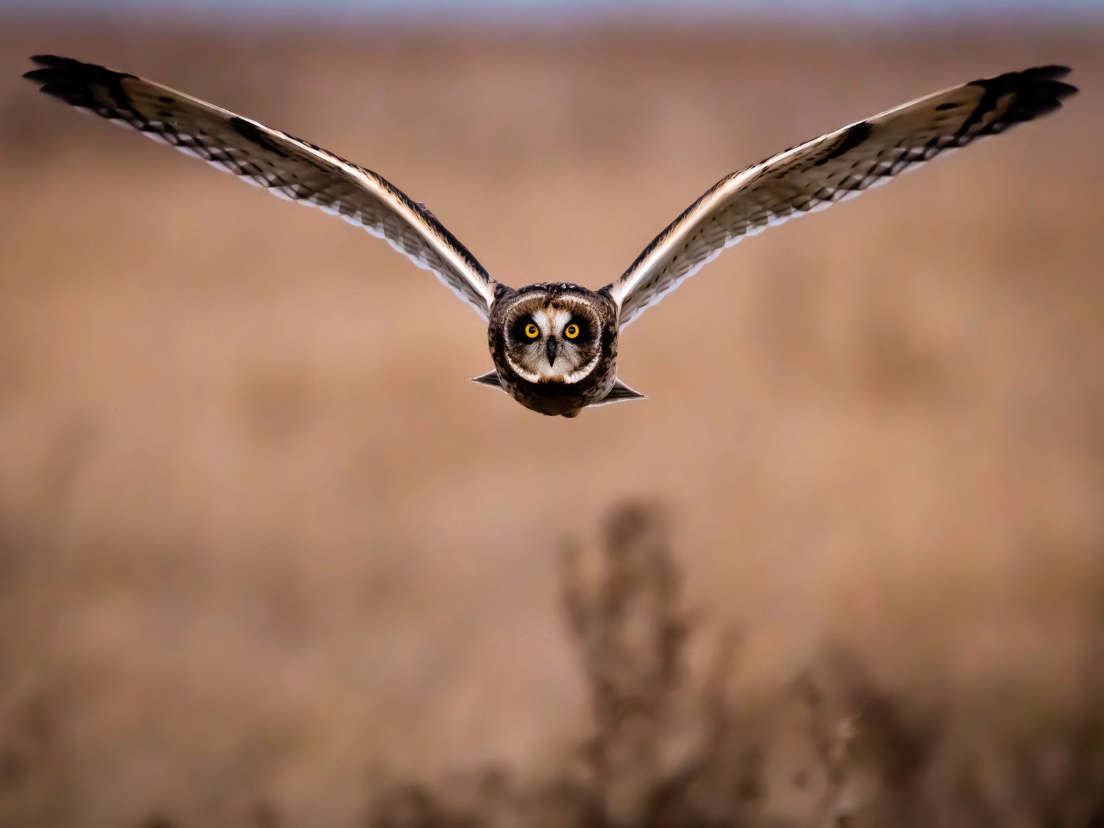 1600x1200 Wallpaper owl, bird, flight, wings, predator