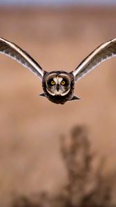 Preview wallpaper owl, bird, flight, wings, predator
