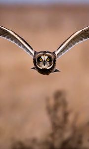 Preview wallpaper owl, bird, flight, wings, predator