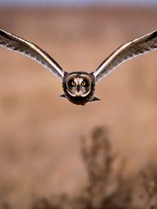 Preview wallpaper owl, bird, flight, wings, predator
