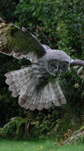 Preview wallpaper owl, bird, flight, wings, flap, predator