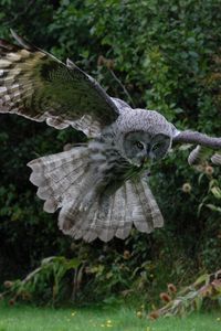 Preview wallpaper owl, bird, flight, wings, flap, predator