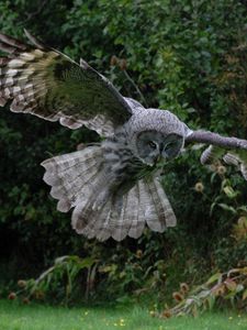 Preview wallpaper owl, bird, flight, wings, flap, predator