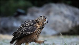 Preview wallpaper owl, bird, forest, walk, predator