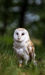 Preview wallpaper owl, bird, glance, feathered, predator, wildlife