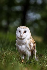 Preview wallpaper owl, bird, glance, feathered, predator, wildlife