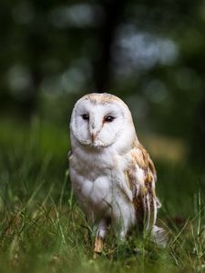 Preview wallpaper owl, bird, glance, feathered, predator, wildlife