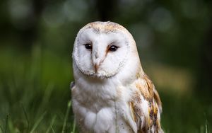 Preview wallpaper owl, bird, glance, feathered, predator, wildlife