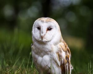 Preview wallpaper owl, bird, glance, feathered, predator, wildlife