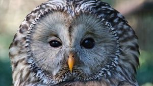 Preview wallpaper owl, bird, glance, sleepy