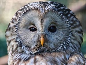 Preview wallpaper owl, bird, glance, sleepy