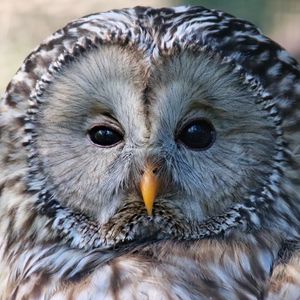 Preview wallpaper owl, bird, glance, sleepy