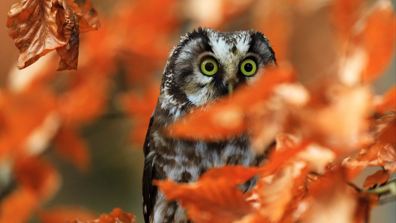 Wallpaper owl, bird, glance, branch, leaves