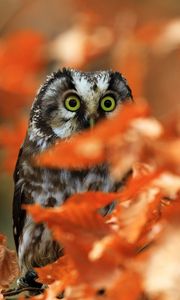 Preview wallpaper owl, bird, glance, branch, leaves