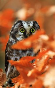 Preview wallpaper owl, bird, glance, branch, leaves