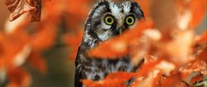 Preview wallpaper owl, bird, glance, branch, leaves