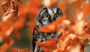 Preview wallpaper owl, bird, glance, branch, leaves