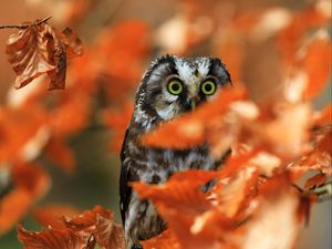 Preview wallpaper owl, bird, glance, branch, leaves