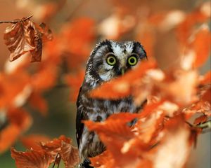 Preview wallpaper owl, bird, glance, branch, leaves