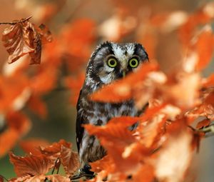 Preview wallpaper owl, bird, glance, branch, leaves