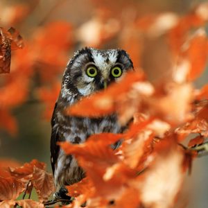 Preview wallpaper owl, bird, glance, branch, leaves