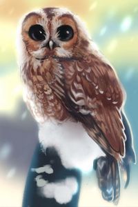 Preview wallpaper owl, bird, glance, art