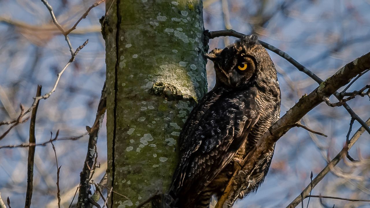 Wallpaper owl, bird, glance, tree