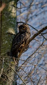 Preview wallpaper owl, bird, glance, tree