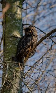 Preview wallpaper owl, bird, glance, tree