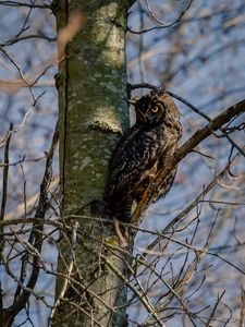 Preview wallpaper owl, bird, glance, tree