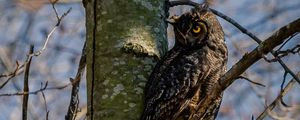 Preview wallpaper owl, bird, glance, tree