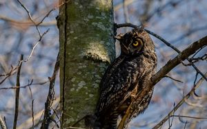 Preview wallpaper owl, bird, glance, tree