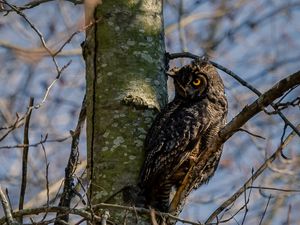 Preview wallpaper owl, bird, glance, tree