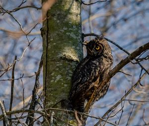 Preview wallpaper owl, bird, glance, tree