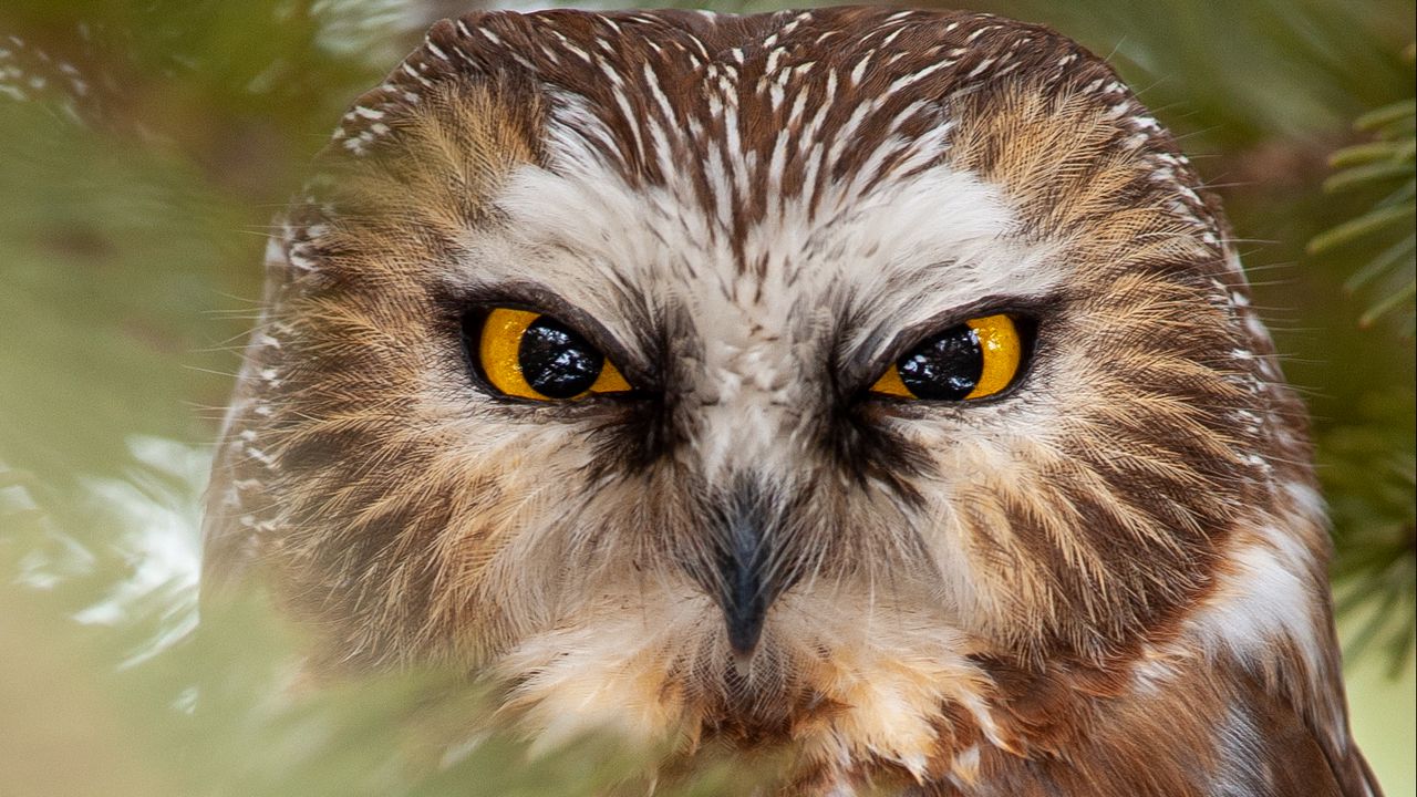 Wallpaper owl, bird, glance, feathers