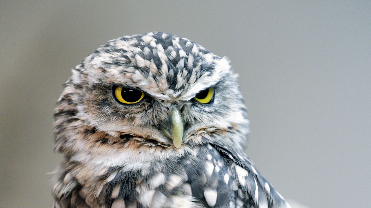 Wallpaper owl, bird, glance