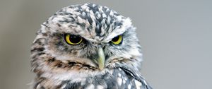 Preview wallpaper owl, bird, glance