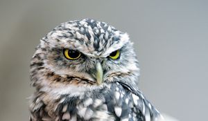 Preview wallpaper owl, bird, glance
