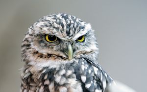 Preview wallpaper owl, bird, glance