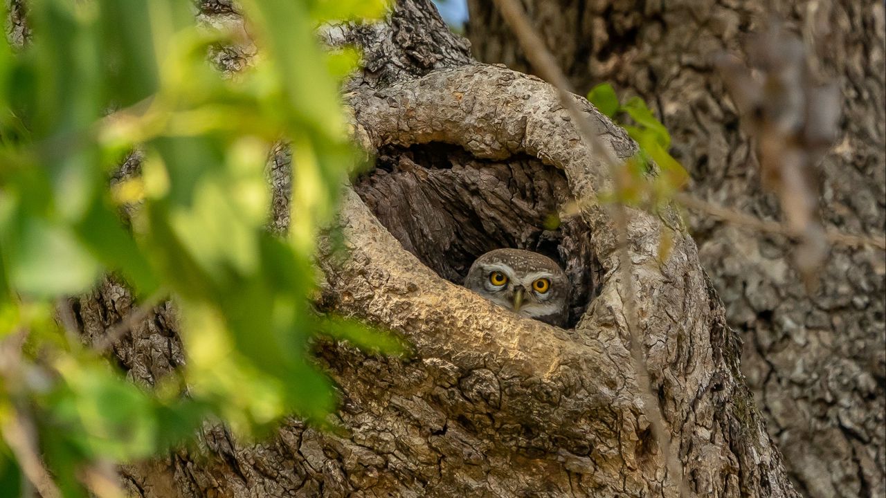 Wallpaper owl, bird, glance, hollow, tree, branches