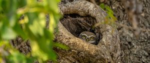 Preview wallpaper owl, bird, glance, hollow, tree, branches