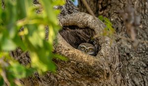 Preview wallpaper owl, bird, glance, hollow, tree, branches