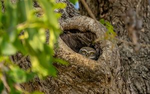 Preview wallpaper owl, bird, glance, hollow, tree, branches