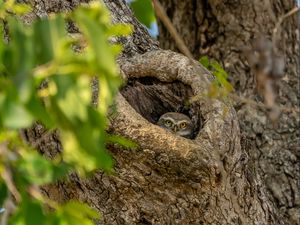 Preview wallpaper owl, bird, glance, hollow, tree, branches