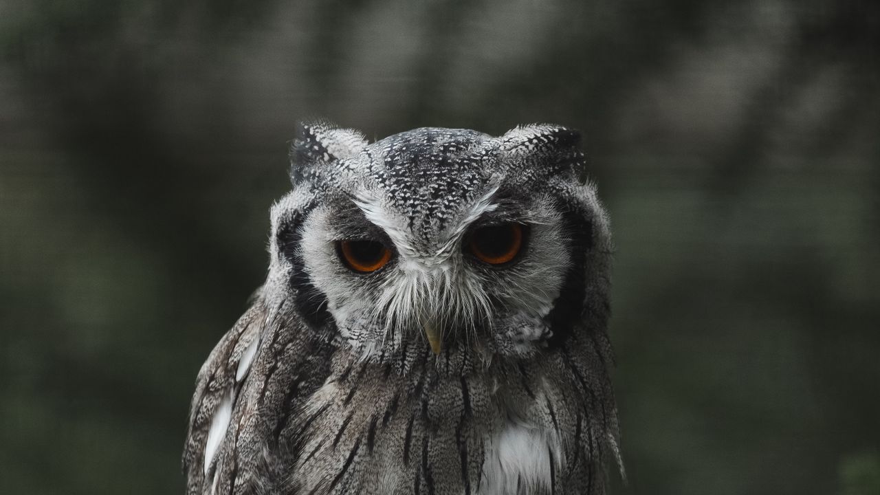 Wallpaper owl, bird, glance, branch