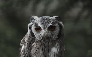 Preview wallpaper owl, bird, glance, branch