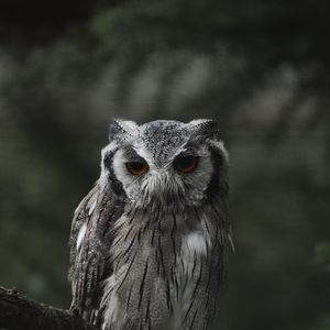 Preview wallpaper owl, bird, glance, branch